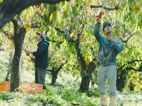 プレミアム干柿SHUKU「西条柿」8玉