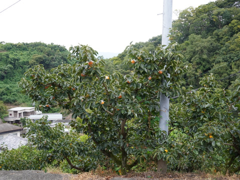 和歌山の希少な柿『紀の川柿』　（お試しサイズ家庭用2kg）
