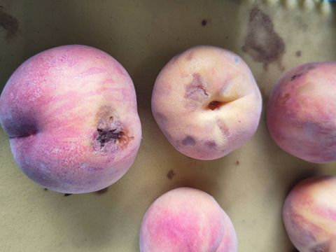 2箱分季節の白桃約2キロ5-10個入×2箱　訳あり家庭用  農薬半減栽培