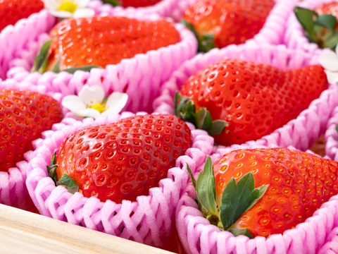 ✨️🏆[いちごグランプリ金賞2026]🍓✨️「古都華 木箱・贈答」