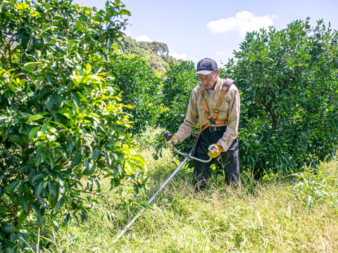 【自然栽培レモン】2㎏-農薬不使用/無肥料/無除草剤