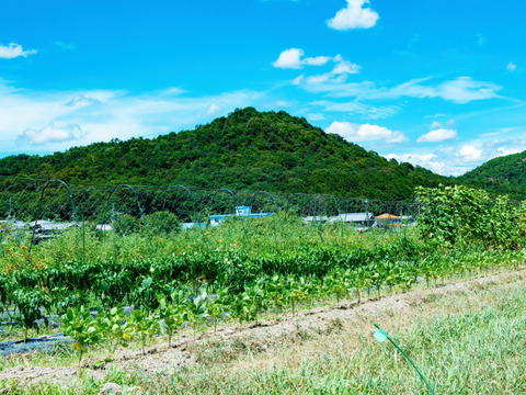 肌つや野菜セット（おまかせ３～５種類）栽培期間中は農薬不使用