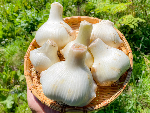 【スタミナ満点！】宮城県産 ジャンボにんにく約1kg  ※栽培期間中農薬不使用