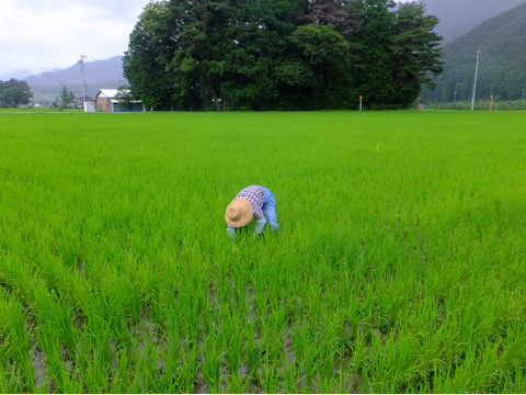 北アルプス山麓　自然栽培米　天日干し　朝日　白米3㎏