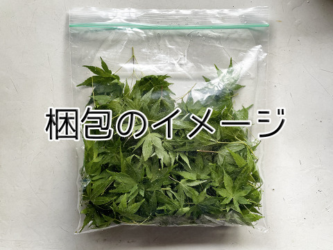 【当日採取でお届け】薬草 農薬不使用 セイタカアワダチソウ 2パック