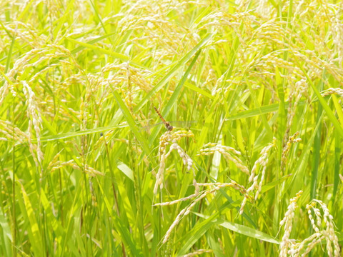 【新米】特別栽培 一等米✨あきたこまち 4㎏〔無洗米/上白米/分づき/玄米/選べます〕