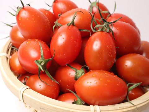 【2箱セット】いつものはんぶん♪げんき赤ミニトマト(800g)＋《旨みたっぷり》シシリアンルージュ(800g)