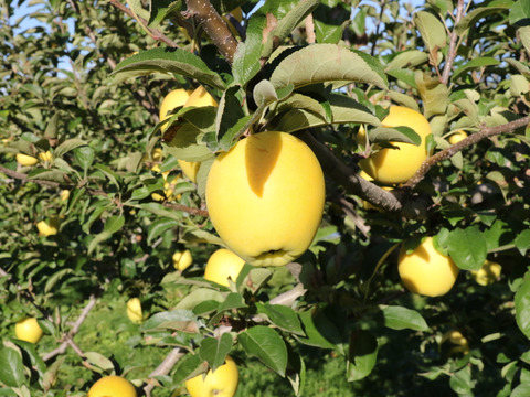 シナノゴールド（スマートフレッシュりんご） シャキシャキ食感！爽やかな酸味！ 家庭用 2.5kg（6～13個）