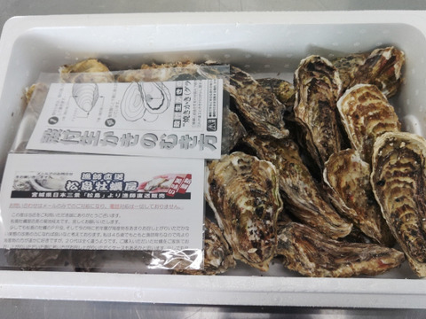 【水産庁補助事業 送料無料】🦪 生食用５ｋｇ（30~80粒） 殻付き 牡蠣 牡蛎 殻付き牡蛎 kaki カキ 松島牡蠣屋 生牡蠣にも、BBQに最適🔥 海産物 オイスター oyster A
