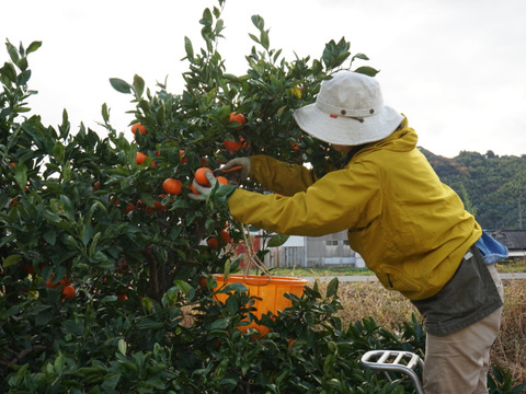コクのある甘さ！　山下紅　（ご家庭用５㎏）