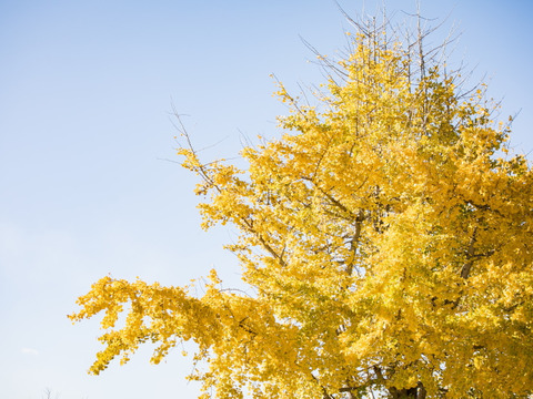 【愛知県発】
今の旬『こだわりの銀杏』2００ｇ×５ｐ