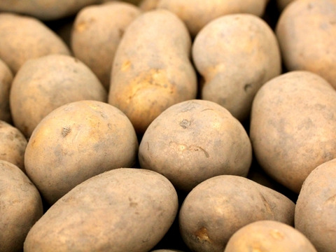 甘味とコクがおいしい！しっとりクリーミーな食感のじゃがいも・ひかる（合計5キロ）