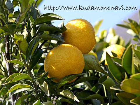 【冷凍ジュース、はるかさんの贈り物に】はるか完熟贅沢生絞り冷凍ジュース150㎖を9個