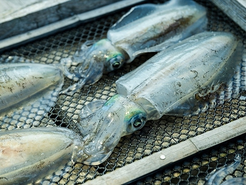 九十九島産アオリイカの贅沢詰め合わせ