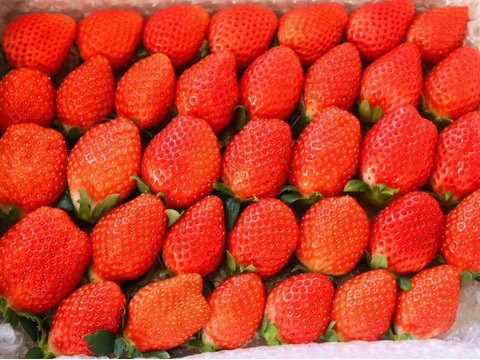 ２箱セット
トクトク🍓いちごの宝石箱
朝摘み完熟❤️酵素栽培の
こだわりとちおとめ