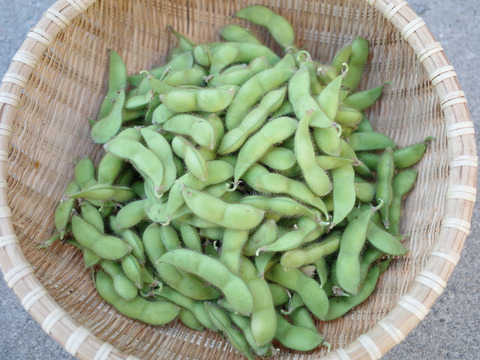 ＊訳あり＊◎自然栽培◎山形県鶴岡特産「茶豆えだまめ」600g