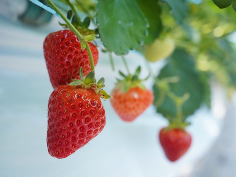 【今だけ！初物いちご】「サマーリリカル」【人気抜群の長野県オリジナル品種】夏でも甘酸っぱくジューシー！名匠の育てた夏イチゴ  250g×2p