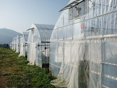 信州産朝採れ！おまかせ旬の野菜セットC