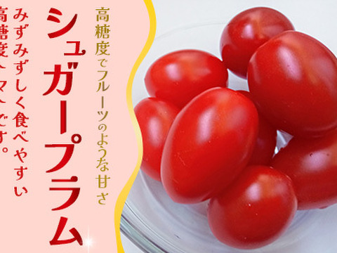 リコピン2倍！高糖度！【シュガープラム】0.7K