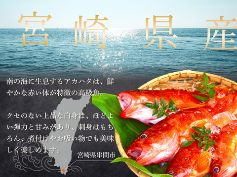 【特大サイズ】 宮崎のアカハタ（４匹）｜８月下旬まで発送