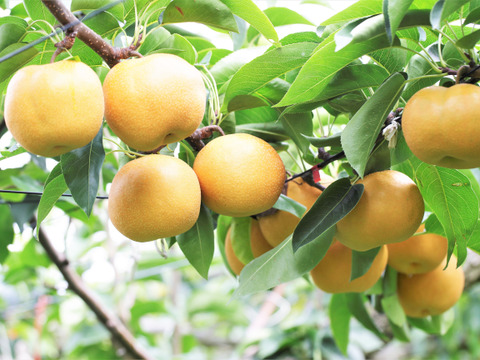 当園の和梨で人気ナンバー１の【梨：豊水】9~5個程度（3㎏程度）