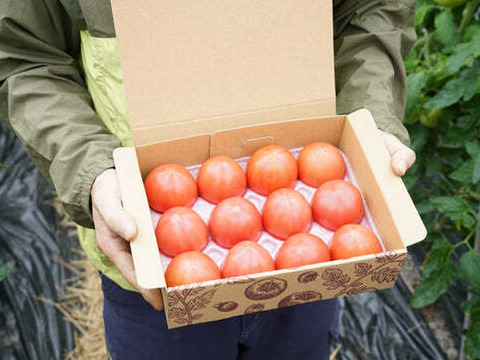 濃厚とろける！ひばりトマトIキロ