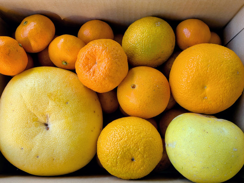 【自然栽培】【柑橘食べ比べ】　7種詰め合わせ　限定 ５ｋ 色んな味や香りを楽しめます