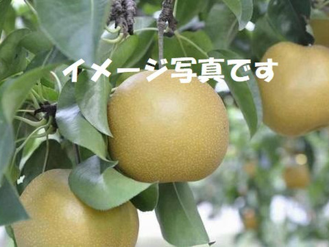 【味に自信あり】先行予約！長野県産「オリジナル品種」【南水】なんすい 赤梨。10~13玉。