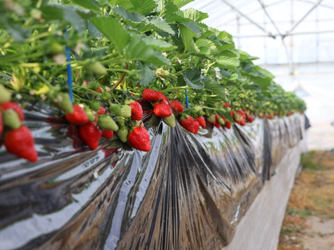 【幻の品種】【予約商品】「おとめ心」完熟いちご ご家庭用Lサイズ1.2kg