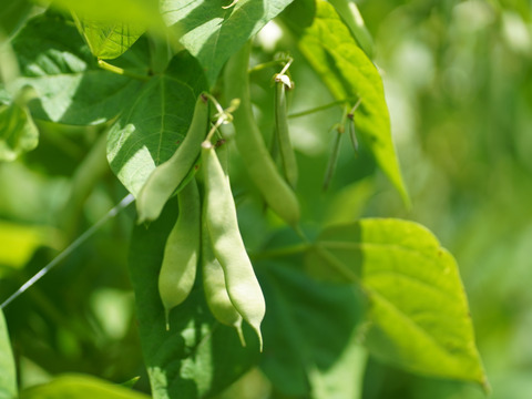 【秋の野菜セット】標高1100M・六合の伝統野菜や幻の419キャベツ計7種