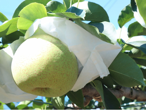 【加工用】訳ありミニサイズ梨を格安で🍐【かおり】約4kg