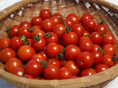 【高原育ちのフルーツミニトマト】サマー千果 2kg｜糖度8.3以上／八ヶ岳の恵み