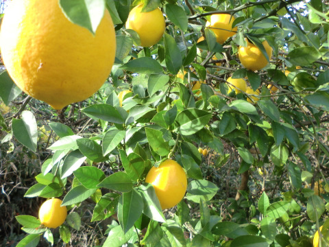 リスボンレモン１キロ　農薬不使用