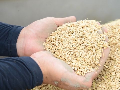 【新米・玄米】農業歴60年越えのベテランが作ったコシヒカリ　10kg