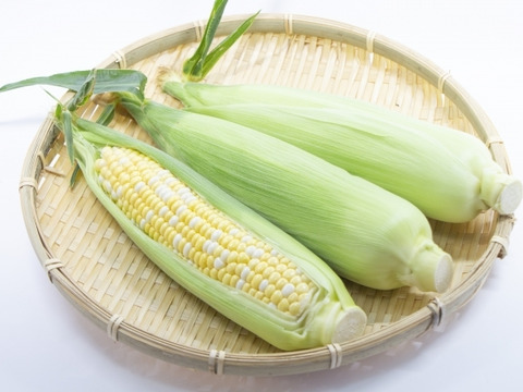 早朝収穫！　スイートコーンカクテル　とうもろこしバイカラー　約350g  8本