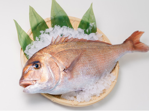 大人気⭐︎サクッ！ふわ！ジューシー！揚げ物セット