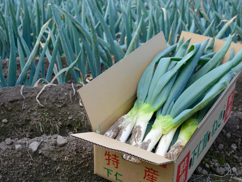 【農薬節減】とろける甘さ 極太下仁田ネギ（Lサイズから2L以上を18本）
