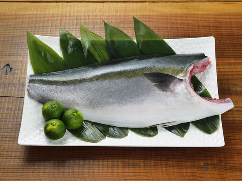 【一番売れ筋！】徳島県産ブランド「すだち鰤（ぶり）」ブリフィレー2枚（3.2kg）