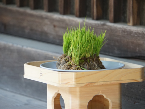 高アミロース・低GI米！豊受白米5㎏【2025年産】