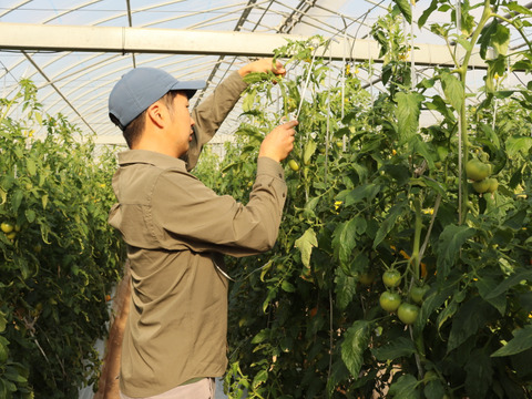 【農家直送】完熟フルーツトマト２Kg｜高知県香南市産｜家庭用・お試し