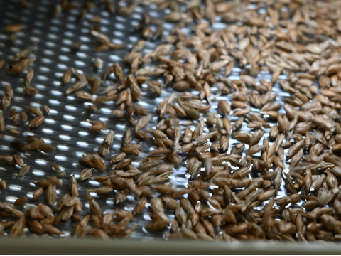 【国内産希少】自然栽培スペルト小麦粉　1kg