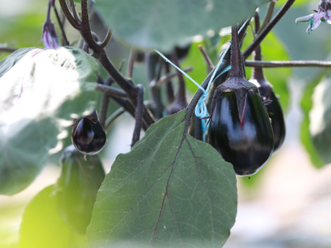 生でガブっと！絶品泉州水なす14房