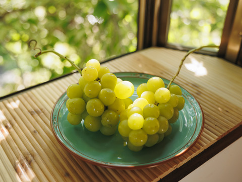 樹上完熟の🍇農家直送シャインマスカット《家庭用1.8kg／4〜7房入り》