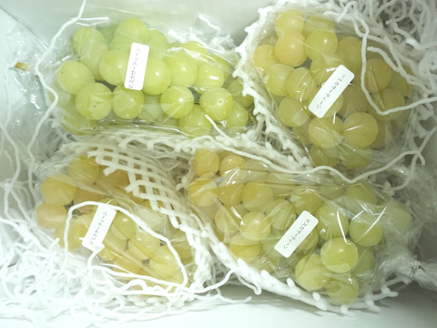 【値引き中！総重量1.5kg以上！】平井利右衛門の青ぶどう（マスカサーティーン/4～6房）