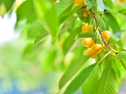 月山錦500ｇ【予約販売】北海道・芦別産さくらんぼ【大橋さくらんぼ園】7月中旬～発送