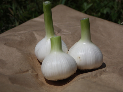 有機の土でじっくり育ったこだわりの　ニンニク　１ｋｇ