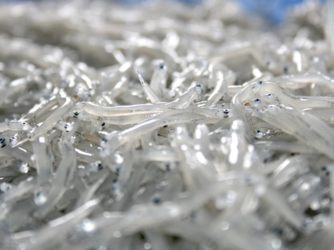 獲れたてピチピチ！茹でたてプリプリ！
大正の無添加釜揚げしらす1キロ