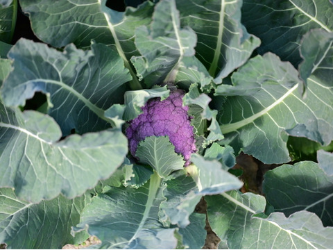 食卓を彩る！紫カリフラワーLサイズ　3個