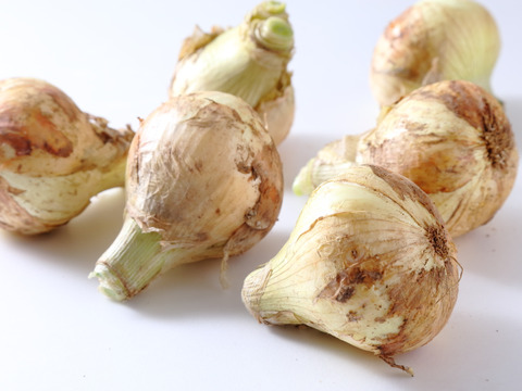 潮風育ちの玉ねぎ１．５ｋｇ　お試ししやすいセット1コイン500円　7セットまで送料そのまま