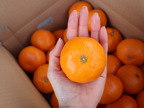 【冬ギフト】農家直送！有田みかん2kg≪Lサイズ 秀品≫【平武農園】～蛍飛ぶ町から旬の便り～　和歌山｜有田｜田口｜ギフト｜こだわり　産地直送　お取り寄せ